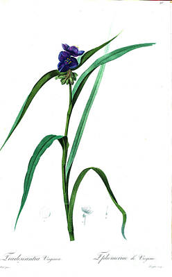 Lilies Drawings - Virginia spiderwort, z2 by Botanical Illustration