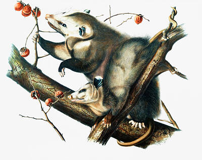Animals Drawings Rights Managed Images - Virginian Opossum  Royalty-Free Image by John Woodhouse Audubon