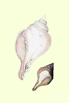 Food And Beverage Drawings - Voluta Pyrum, Pear Volute, Front View v1 by Historic Illustrations