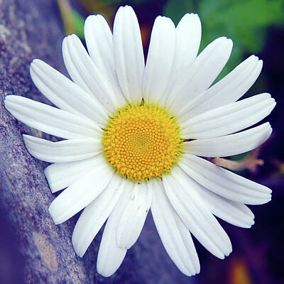 From The Kitchen - Wallflower - A little Ox-eye Daisy on the sidelines by Western Exposure