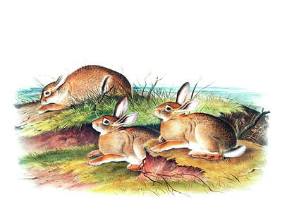Animals Drawings - Warm Wood Hare by John Woodhouse Audubon