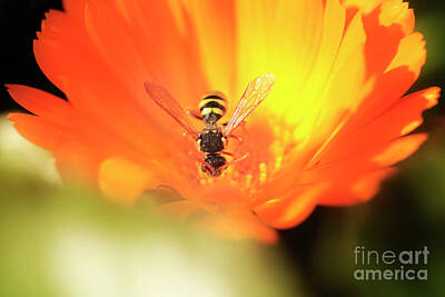 Bruce Springsteen Rights Managed Images - Wasp on a Marigold Royalty-Free Image by Terri Waters