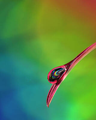 Lilies Royalty-Free and Rights-Managed Images - Water Drop on Burgundy Petal  by Lily Malor