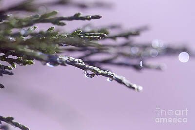 Grace Kelly - Water Droplet on a Shrub-Purple by Taphath Foose