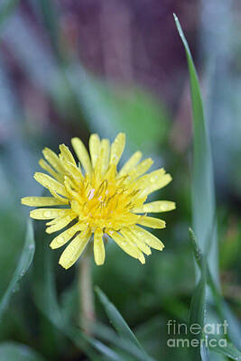 Waterfalls - Water Droplets on a Yellow Dandelion by Taphath Foose
