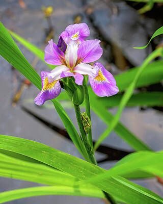 Bear Photography - Water Iris with Little Green Frog by Steve Rich