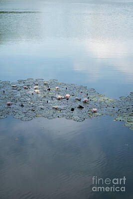 Lilies Photos - Water lilies and pale blue reflection 1 by Adriana Mueller