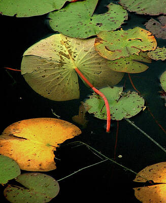 Kitchen Food And Drink Signs - Water Lilies No 2 Vertical by Wayne King
