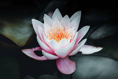 Lilies Royalty Free Images - Water Lilly Royalty-Free Image by Martin Newman