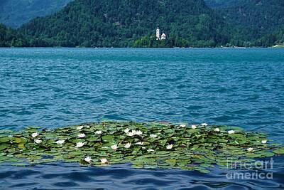 Pop Art Rights Managed Images - Water lillys on lake Bled with Bled island Royalty-Free Image by Pis Ces
