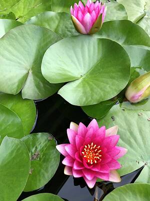 Lilies Royalty Free Images - Rembrandt Water Lily  Royalty-Free Image by Nataile Thompson