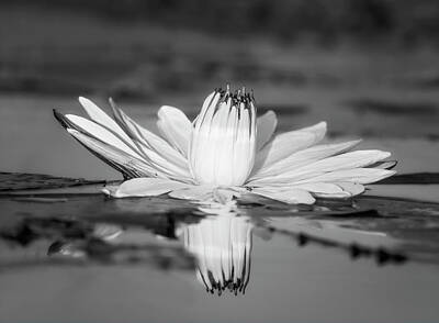 Vintage Barbershop Sketches - Water Lily BW Botswana Africa by Joan Carroll