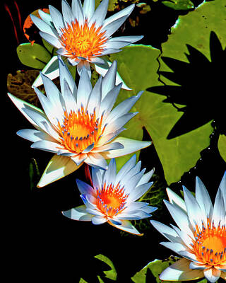 Recently Sold - Lilies Photos - Water Lily by Matthew Lerman