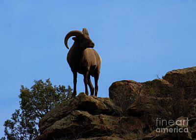 Steven Krull Royalty-Free and Rights-Managed Images - Waterton Bighorn at the Pinnacle by Steven Krull