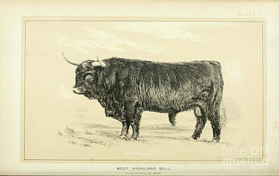 Creative Charisma - West Highland Bull q2 by Historic illustrations