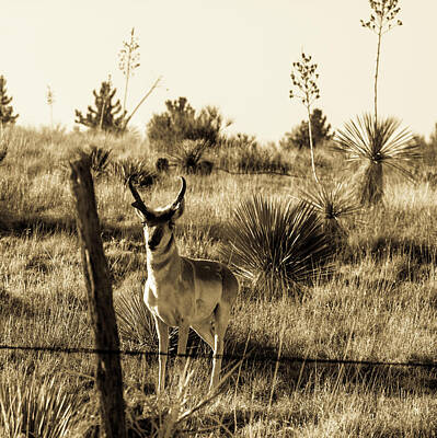 Superhero Ice Pop Rights Managed Images - West Texas Pronghorn 001003 Royalty-Free Image by Renny Spencer
