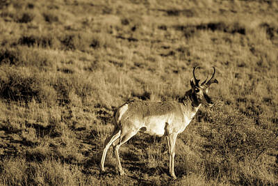 Catherine Abel Rights Managed Images - West Texas Pronghorn 001211 Royalty-Free Image by Renny Spencer