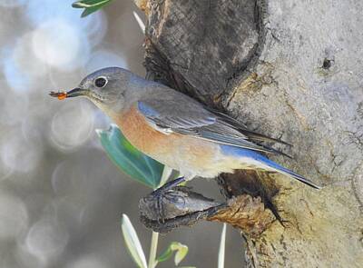 Quotes And Sayings - Western bluebird by Athol KLIEVE