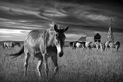 Bear Photography - Western Horse Ranch with Herd in Black and White by Randall Nyhof