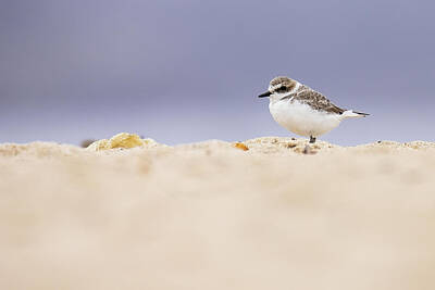 Lori A Cash Royalty-Free and Rights-Managed Images - Western Snowy Plover Standing  by Lori A Cash