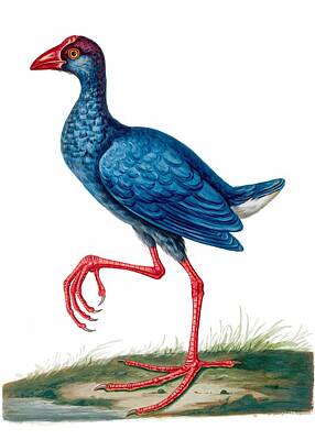 Animals Paintings - Western Swamphen by Bird Republic