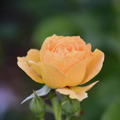 Royalty-Free and Rights-Managed Images - Wet Peach Rose by Robert Tubesing