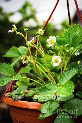 Achieving - Wet Strawberry Plants In A Hanging Pot by Jozef Jankola