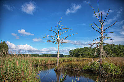 Halloween Mood - Wetland Scene - Beaufort County North Carolina by Bob Decker