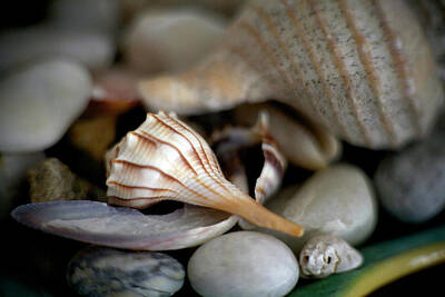 Ps I Love You - Whelk by Brian McAward