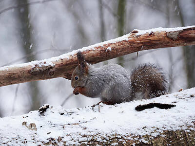 Jouko Lehto Rights Managed Images - When the world is gray colored. Eurasian red squirrel Royalty-Free Image by Jouko Lehto