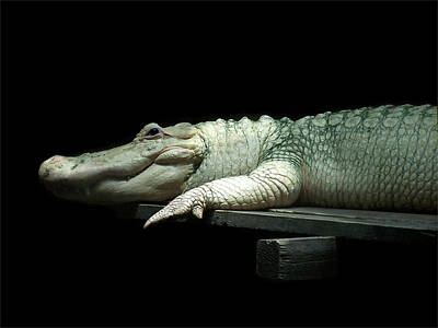 Lime Art Royalty Free Images - White Alligator Royalty-Free Image by Isaac Golding