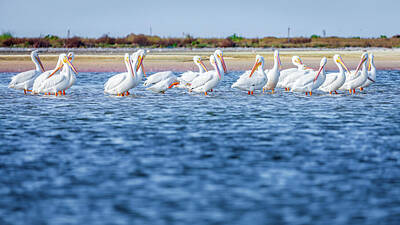 Landmarks Photos - White American pelicans by Alexey Stiop