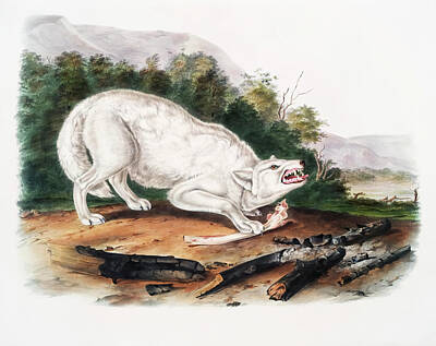 Animals Drawings - White American Wolf  by John Woodhouse Audubon
