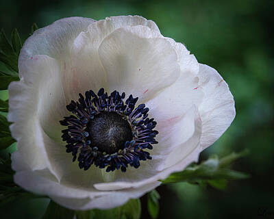 Lilies Royalty-Free and Rights-Managed Images - White Anemone by Lily Malor