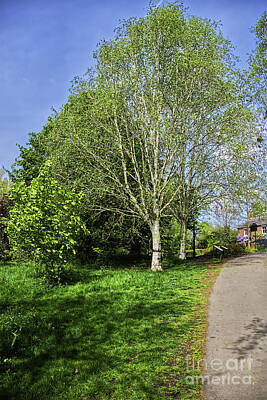 Music Baby - White Bark Birch Tree in Fletcher Moss Park by Pics By Tony