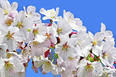 Animals And Earth Rights Managed Images - White Cherry Blossoms and Blue Sky Royalty-Free Image by Regina Geoghan