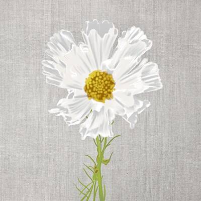 Still Life Mixed Media - White Cosmos Flower on Canvas by Masha Batkova