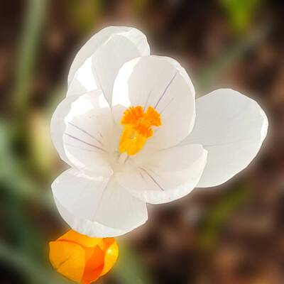 Floral Royalty-Free and Rights-Managed Images - White crocus closeup by Laura Vanatka