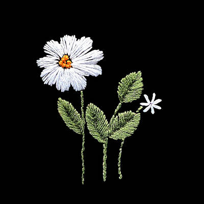 Still Life Mixed Media - White Flowers on Transparent Background by Masha Batkova