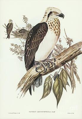Animals And Earth Rights Managed Images - White-headed Osprey Pandion leucocephalus illustrated by Elizabeth Gould 1804-1841 for John Goul Royalty-Free Image by Shop Ability