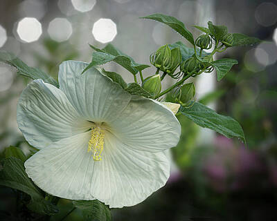 Lilies Royalty-Free and Rights-Managed Images - White Hibiscus High End flower photo art  by Lily Malor