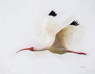 Mammals Mixed Media - White Ibis Flyby by Carol Fox Henrichs