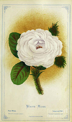 Roses Drawings - White Moss Rose n4 by Botany