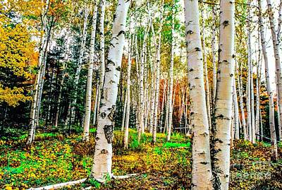 Christmas Typography - White Mountain National Forest birches by Michael McCormack