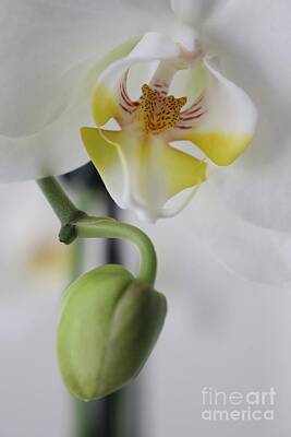 Minimalist Text Signs - White Orchid and Bud 2 by Mary Deal