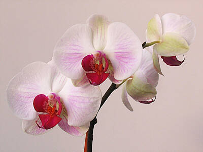 Floral Photos - White Orchid  by Juergen Roth