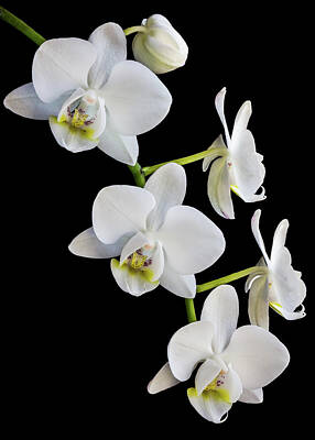 Woodland Animals - White Orchids by Elvira Peretsman