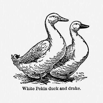 Birds Digital Art - White Pekin Duck and Dark - Vintage Farm Illustration - The Open Door to Independence by Studio Grafiikka