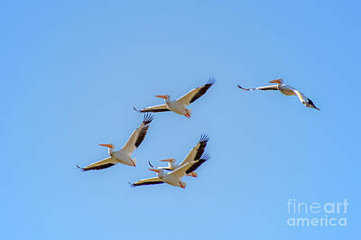 The Stinking Rose - White Pelicans in Flight by William Meeuwsen