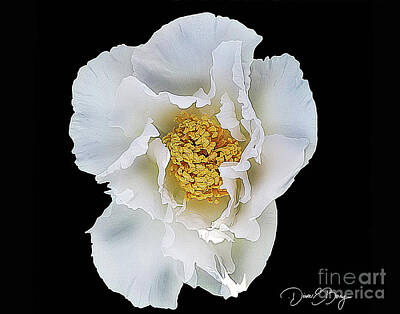 Floral Drawings Rights Managed Images - White Peony Royalty-Free Image by Diane E Berry